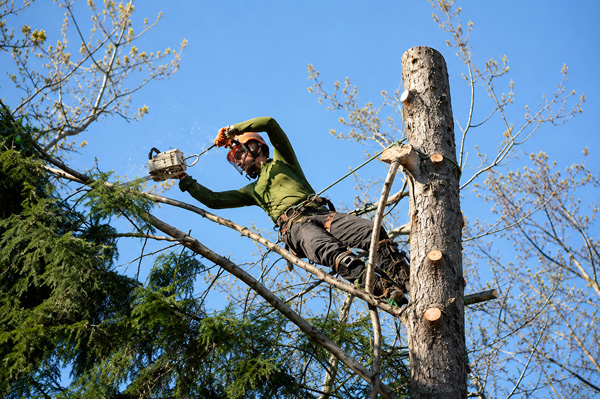 arborist service